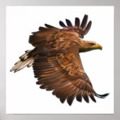 Eagle in Flight Wall Poster (Voorkant)