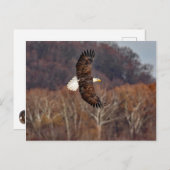 Eagle in het najaar briefkaart (Voorkant / Achterkant)