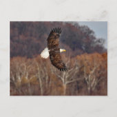 Eagle in het najaar briefkaart (Voorkant)