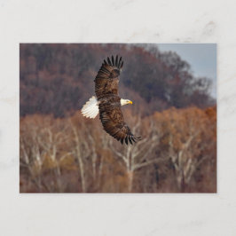 Eagle in het najaar briefkaart