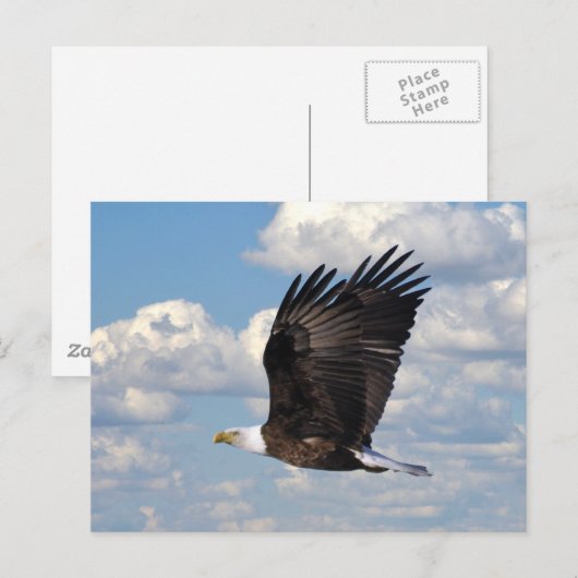 Eagle in het Sky Briefkaart (Voorkant / Achterkant)