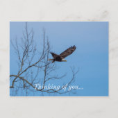 Eagle in vlucht briefkaart (Voorkant)