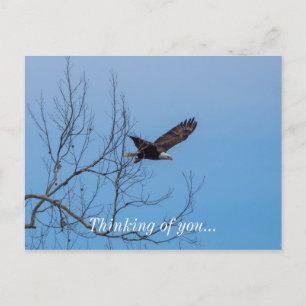 Eagle in vlucht briefkaart