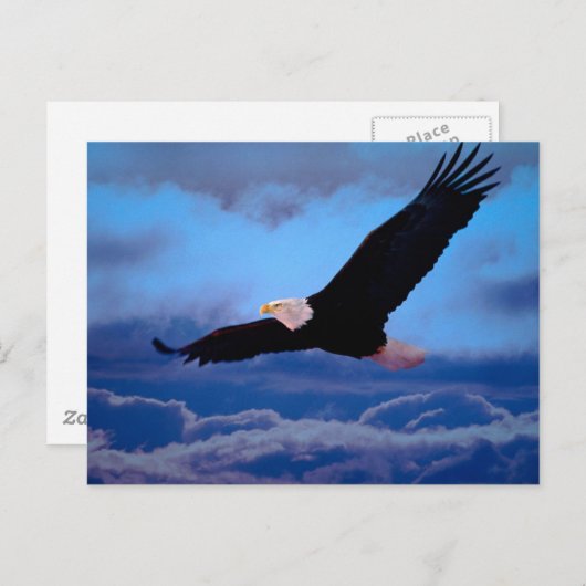 Eagle in vlucht briefkaart (Voorkant / Achterkant)