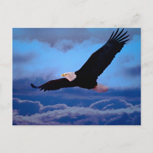 Eagle in vlucht briefkaart (Voorkant)