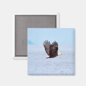 Eagle in vlucht magneet (Voorkant / Achterkant)