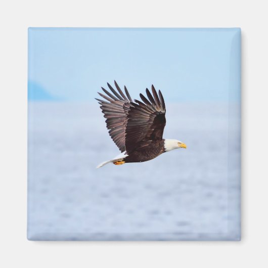 Eagle in vlucht magneet (Voorkant)