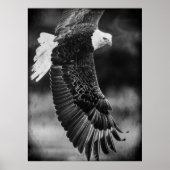 Eagle in vlucht zwart-wit poster (Voorkant)