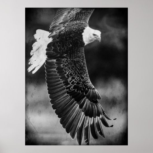 Eagle in vlucht zwart-wit poster (Voorkant)
