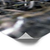 Eagle-kuikens van Bald Poster (Hoek)