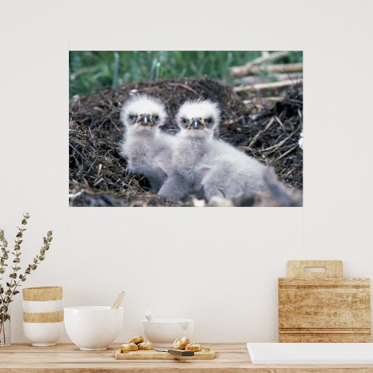 Eagle-kuikens van Bald Poster (Keuken)