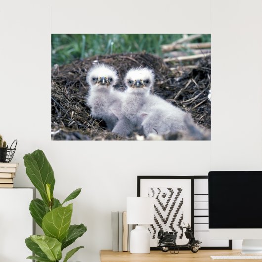 Eagle-kuikens van Bald Poster (Thuiskantoor)