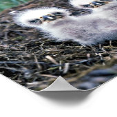 Eagle-kuikens van Bald Poster (Hoek)