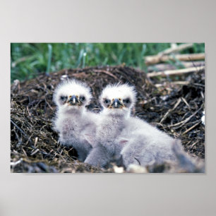Eagle-kuikens van Bald Poster