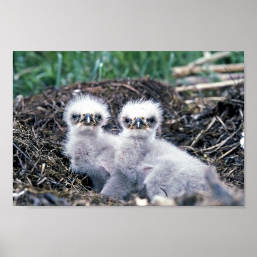 Eagle-kuikens van Bald Poster (Voorkant)