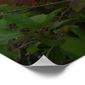 Eagle Lake en rode esdoornbladeren Poster (Hoek)