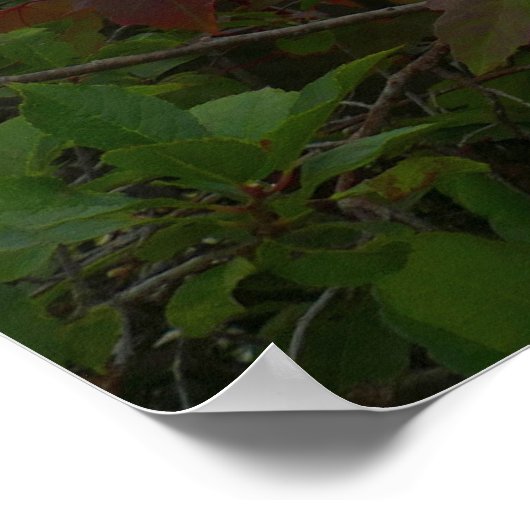 Eagle Lake en rode esdoornbladeren Poster (Hoek)