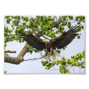 Eagle Landing Approach Foto Afdruk