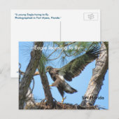 Eagle leert vliegen met het Briefkaart van Spiegel (Voorkant / Achterkant)