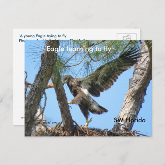 Eagle leert vliegen met het Briefkaart van Spiegel (Voorkant / Achterkant)