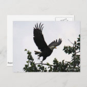 Eagle Lift Off Briefkaart (Voorkant / Achterkant)