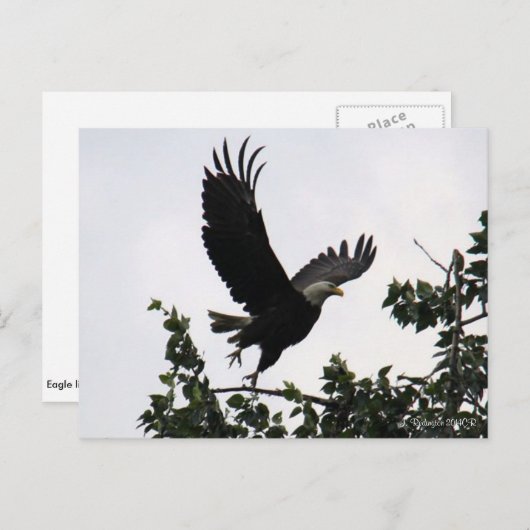 Eagle Lift Off Briefkaart (Voorkant / Achterkant)