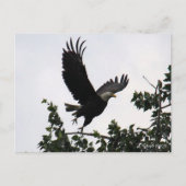 Eagle Lift Off Briefkaart (Voorkant)