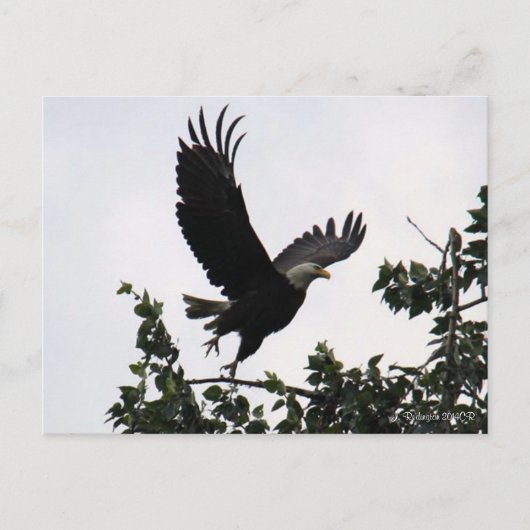 Eagle Lift Off Briefkaart (Voorkant)