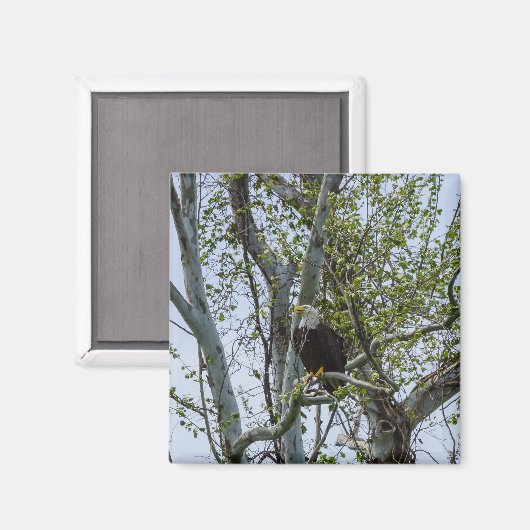 Eagle Magneet (Voorkant / Achterkant)