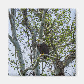 Eagle Magneet (Voorkant)