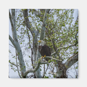 Eagle Magneet