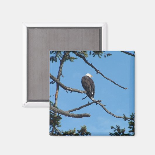 Eagle Magnet (Voorkant / Achterkant)
