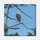 Eagle Magnet (Voorkant)