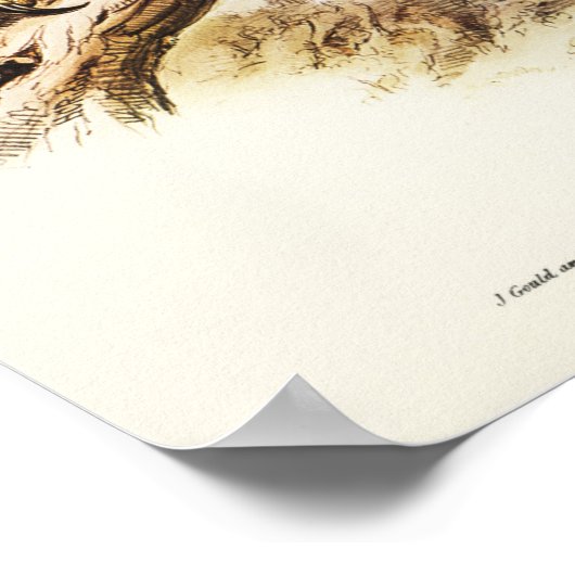 Eagle met zijstaarten door Elizabeth Gould Poster (Hoek)