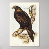 Eagle met zijstaarten door Elizabeth Gould Poster (Voorkant)