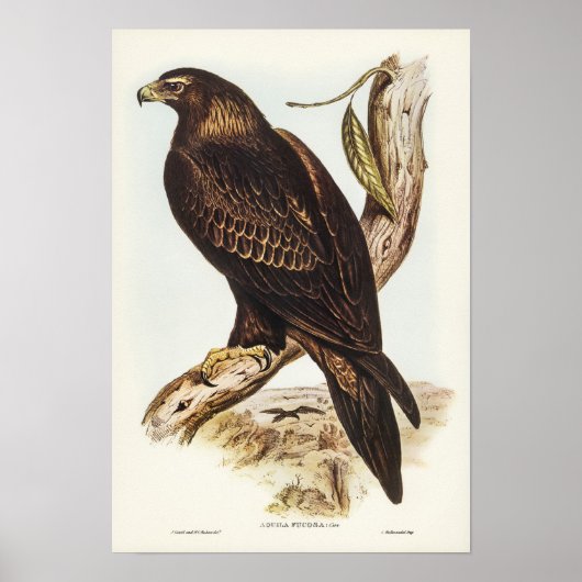 Eagle met zijstaarten door Elizabeth Gould Poster (Voorkant)
