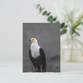 Eagle minimalistische selectieve kleurenfotografie briefkaart (Staand voorkant)