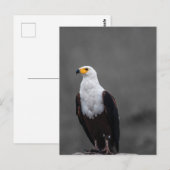 Eagle minimalistische selectieve kleurenfotografie briefkaart (Voorkant / Achterkant)