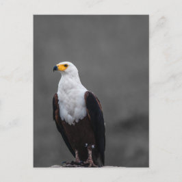 Eagle minimalistische selectieve kleurenfotografie briefkaart