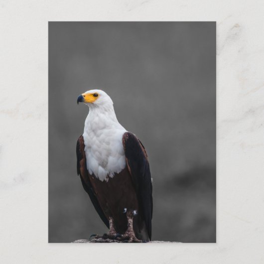 Eagle minimalistische selectieve kleurenfotografie briefkaart (Voorkant)