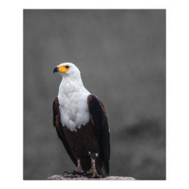 Eagle minimalistische selectieve kleurenfotografie foto afdruk