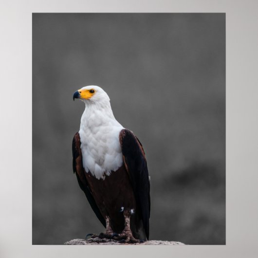Eagle minimalistische selectieve kleurenfotografie poster (Voorkant)
