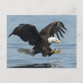 Eagle on Approach Briefkaart (Voorkant)
