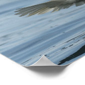 Eagle on Approach Poster (Hoek)