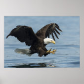 Eagle on Approach Poster (Voorkant)