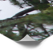 Eagle op boomtop afbeelding poster (Hoek)