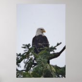 Eagle op boomtop afbeelding poster (Voorkant)