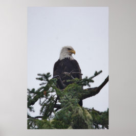 Eagle op boomtop afbeelding poster