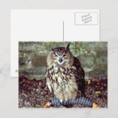 Eagle Owl Briefkaart (Voorkant / Achterkant)