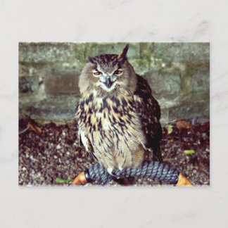 Eagle Owl Briefkaart